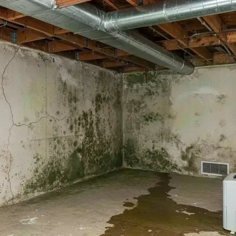 Professional Mold Removal in Nassau County, FL